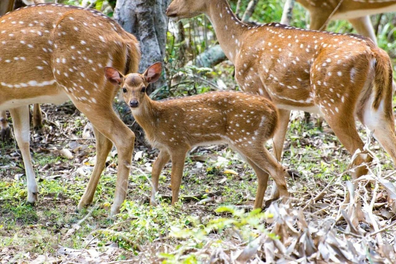 Owin Rose Yala Safari Hotel Tissamaharama Ngoại thất bức ảnh
